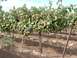 Pre-Harvest 2.JPG
